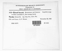 Elsinoe fawcettii image